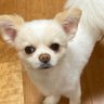 いぬころ's profile picture