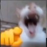Ariari's profile picture