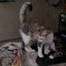 shi_02⁷ profil fotoğrafı