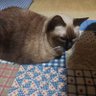 おりちゃん໒꒱🥈/🐈⬛🎶 profil fotoğrafı