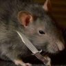 Rat with a knife🐀's profile picture