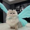 Thunder's profile picture