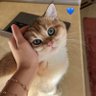 cute cat's profile picture