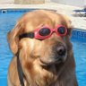 Profilbild von Dino