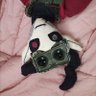 Qassimello's profile picture