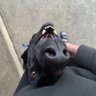 Profilbild von frank da tank
