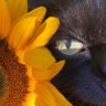 littlenani ✨ profil fotoğrafı