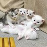 Фото профиля Kittens
