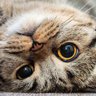 میولیوس سزار's profile picture