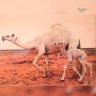Mohammad 🐪 的头像