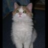 Profilbild von siberian_unicat