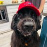 TinyMajorDog 的头像