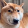 Profilbild von 支黑侠