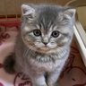 せっちまん 的头像
