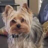 Yorkiegirl2 profil fotoğrafı