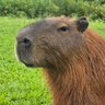 Schefflera profil fotoğrafı