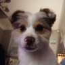 Mo Nerisson 🐶 的头像