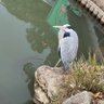 鷺尾 profil fotoğrafı