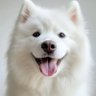 Tetsu's profile picture