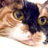 げろねこ😎@中吉 profil fotoğrafı