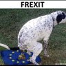 🇨🇵Auvergnix le Gaulois🇨🇵🇭🇷🇸🇰's profile picture