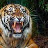 Фото профиля IndicTiger