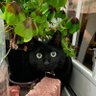 storong hagene's profile picture