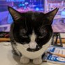 Profilbild von 多分、風。