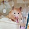 のぞみン(。・_・。)ノ🍺🐰🎀🌙🐹 的头像