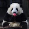 望舒's profile picture