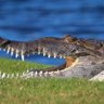 Crocodylus Aberranticus 🏳️‍🌈 🇵🇸 的头像