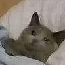 Ao profil fotoğrafı