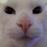 NoComply's profile picture