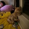 Tomaru's profile picture