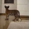 مُ|🐅's profile picture