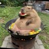 Profilbild von サイサリス