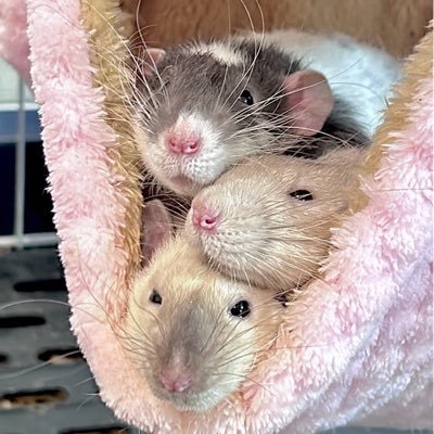 ひざこぞう's profile picture
