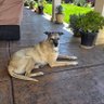 sonnythedog's profile picture