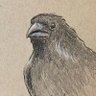 Crow's profile picture