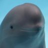 Profilbild von Nick