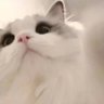 Zhangzz profil fotoğrafı