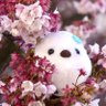 Profilbild von Cekiri_せきり