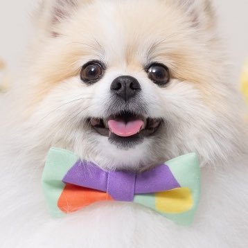 ちくわ(ぽめ)'s profile picture