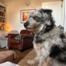 NobleRot's profile picture