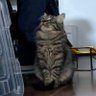 カブセロースキー ※３月９日うしくにぎわいマーケット×けものグリーディング！ profil fotoğrafı