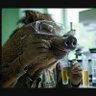 Фото профиля Wild Boar of Biolab #817