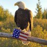 Armslist Giveaways Official Page!'s profile picture