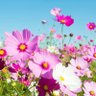 cosmos 的头像