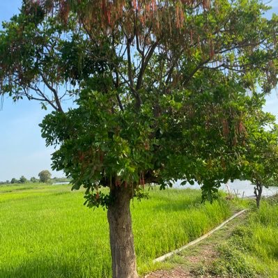 kim hakពូចូចិត្តលិតឲ្រក្មួយ's profile picture