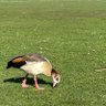 Profilbild von Hungry Duck 🇬🇷🇬🇧🇺🇸
